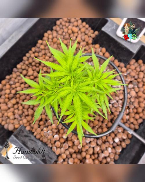 SundogZ (DWC). Week 7 - Week 7 
Day 4 