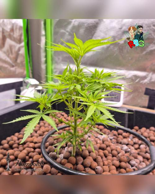 SundogZ (DWC). Week 7 - Week 7 
Day 4 