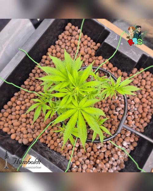 SundogZ (DWC). Week 7 - Week 7
Day 6