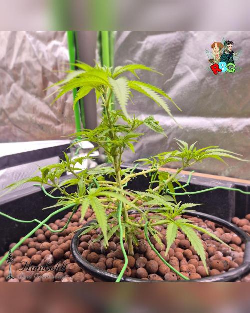 SundogZ (DWC). Week 7 - Week 7 
Day 6