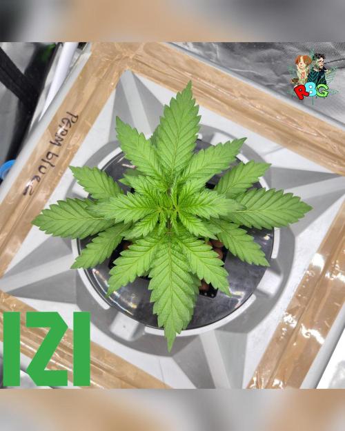 ( IZI Comp )Permanent Bluez RDWC. Week 3 - Week 3
Day 2 