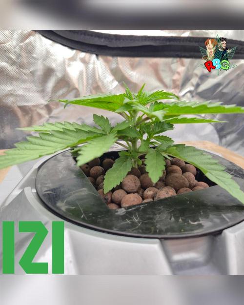 ( IZI Comp )Permanent Bluez RDWC. Week 3 - Week 3 
Day 2 