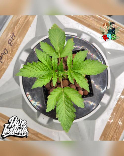 HB Dunkin'z ( RDWC ). Week 3 - Week 3
Day 2