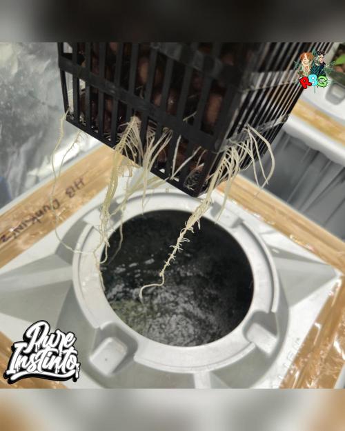 HB Dunkin'z ( RDWC ). Week 3 - Week 3 
Day 2