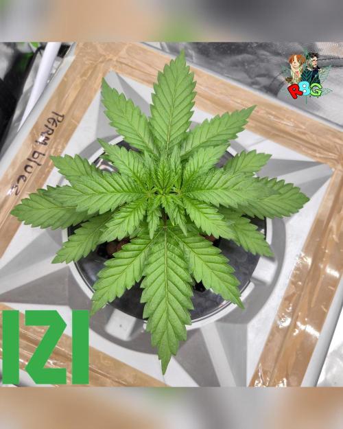 ( IZI Comp )Permanent Bluez RDWC. Week 3 - Week 3 
Day 3 