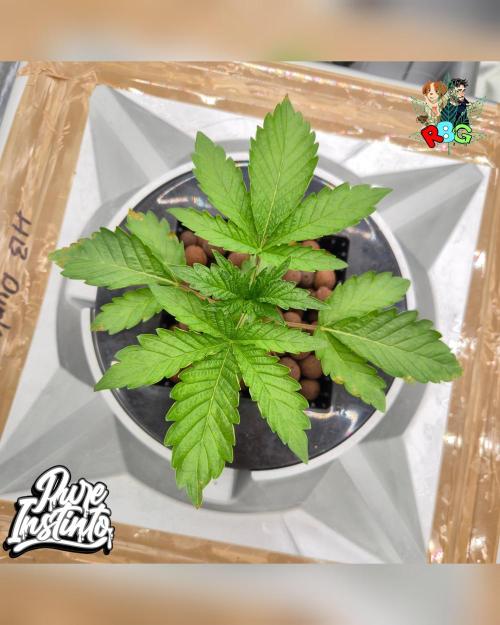 HB Dunkin'z ( RDWC ). Week 3 - Week 3 
Day 3 