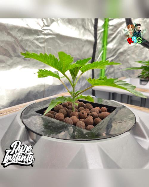 HB Dunkin'z ( RDWC ). Week 3 - Week 3 
Day 3 