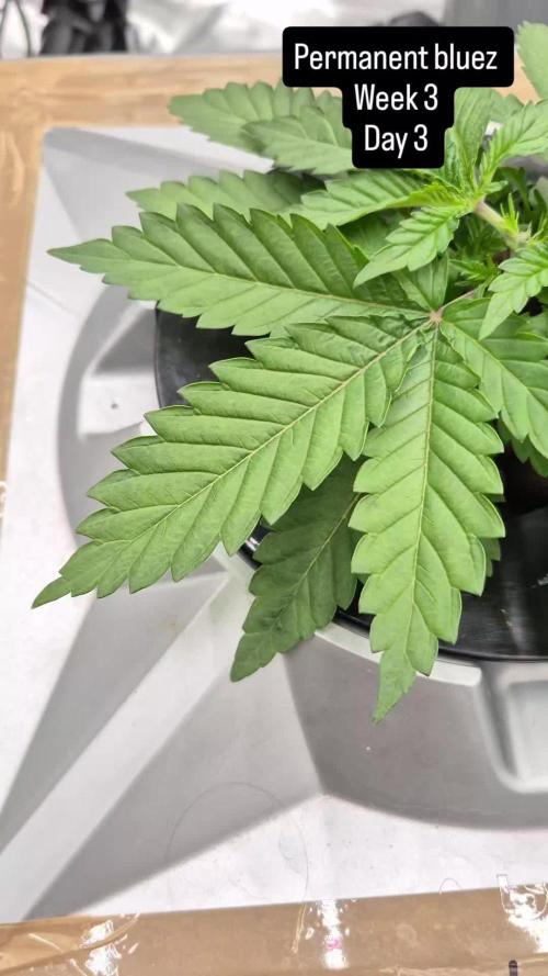 ( IZI Comp )Permanent Bluez RDWC