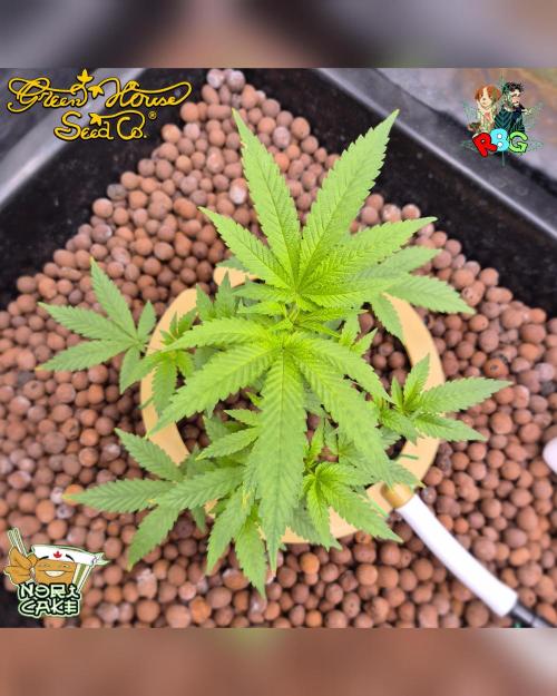 Nori cake ( RDWC ). Week 7 - Week 7 
Day 7