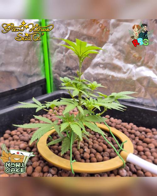 Nori cake ( RDWC ). Week 7 - Week 7
Day 7