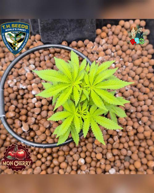 Mon Cherry ( DWC ). Week 7 - Week 7 
Day 7