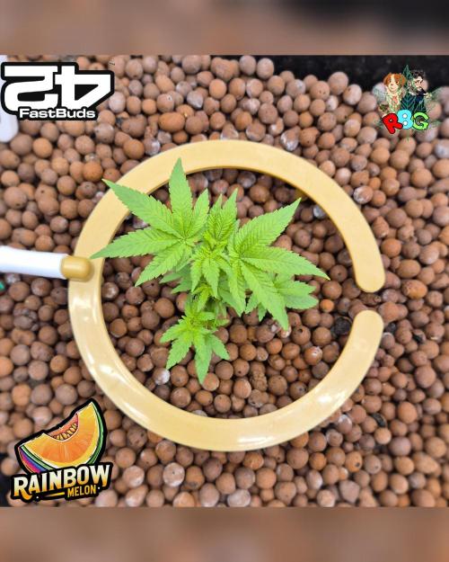 Rainbow Melon ( RDWC ). Week 7 - Week 7 
Day 7