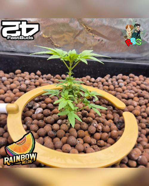 Rainbow Melon ( RDWC ). Week 7 - Week 7 
Day 7