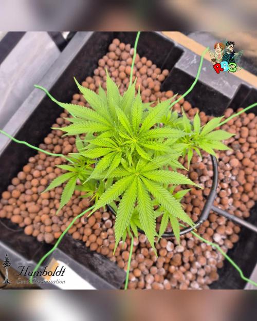 SundogZ (DWC). Week 7 - Week 7 
Day 7