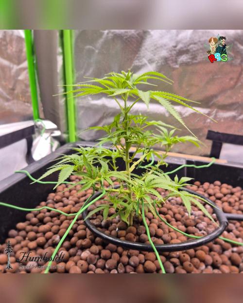 SundogZ (DWC). Week 7 - Week 7
Day 7