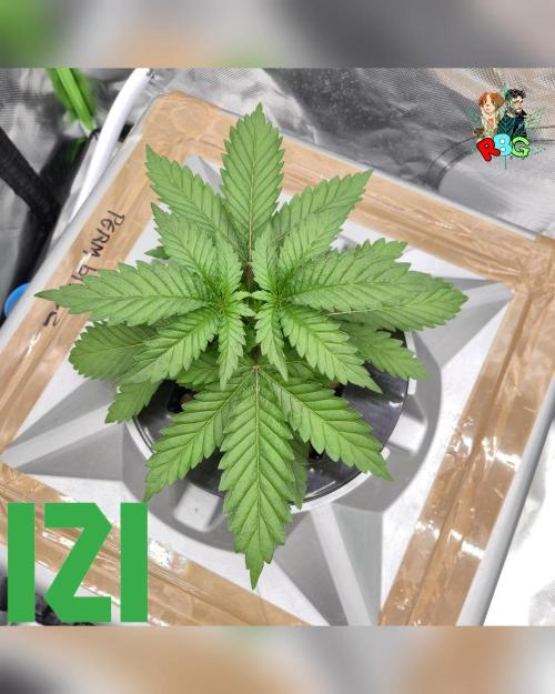 ( IZI Comp )Permanent Bluez RDWC. Week 3 - Week 3
Day 4