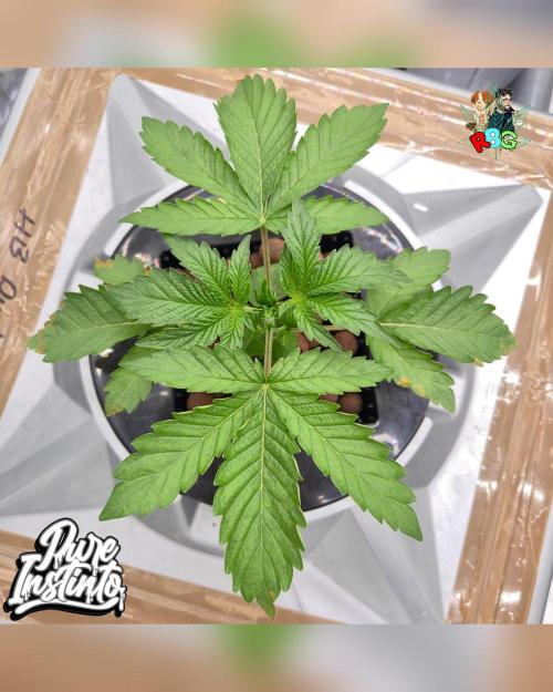 HB Dunkin'z ( RDWC ). Week 3 - Week 3 
Day 4