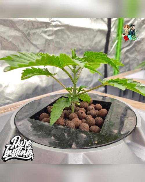 HB Dunkin'z ( RDWC ). Week 3 - Week 3 
Day 4 