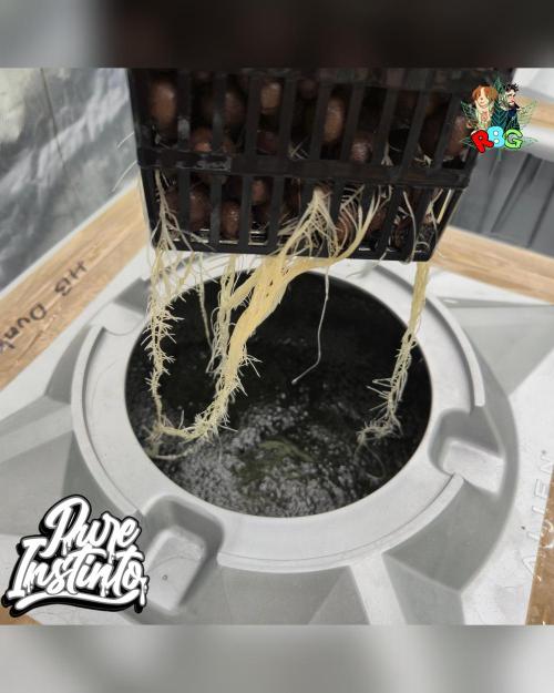 HB Dunkin'z ( RDWC ). Week 3 - Week 3 
Day 4 