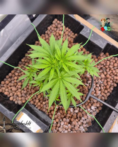 SundogZ (DWC). Week 8 - Week 8 
Day 1