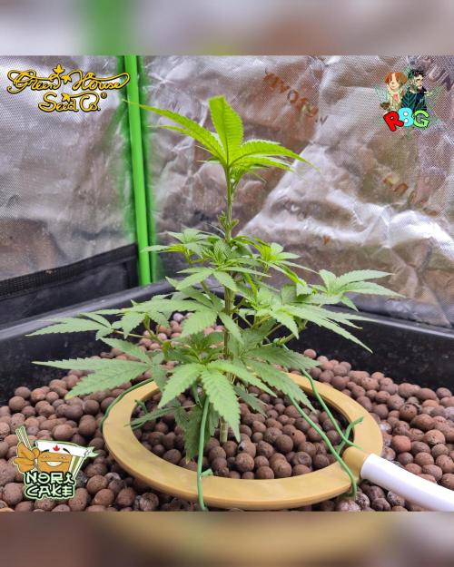 Nori cake ( RDWC ). Week 8 - Week 8 
Day 1 