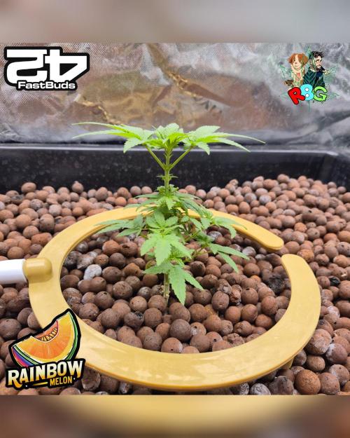 Rainbow Melon ( RDWC ). Week 8 - Week 8 
Day 1 