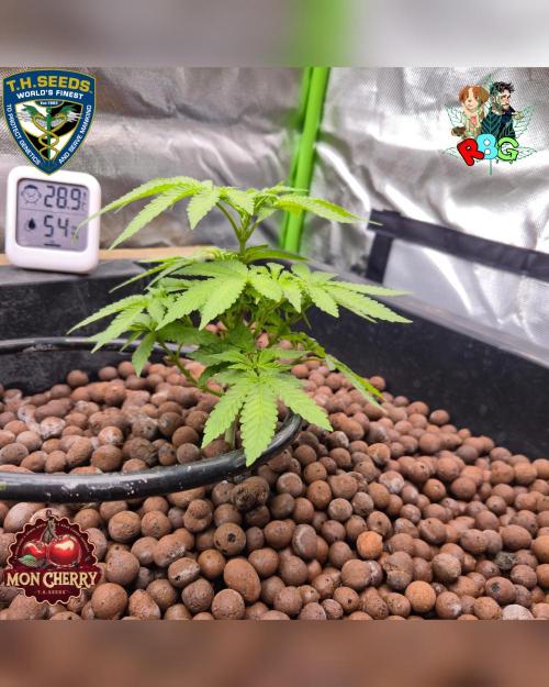 Mon Cherry ( DWC ). Week 8 - Week 8 
Day 1 