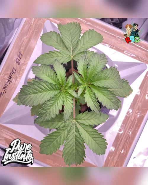 HB Dunkin'z ( RDWC ). Week 3 - Week 3
Day 6