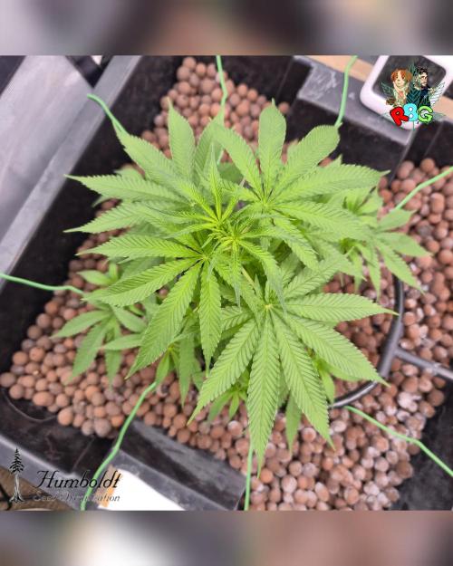 SundogZ (DWC). Week 8 - Week 8 
Day 3 