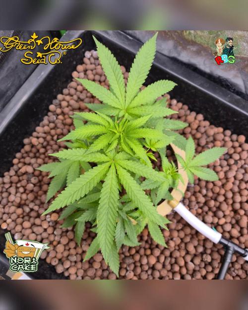 Nori cake ( RDWC ). Week 8 - Week 8 
Day 3