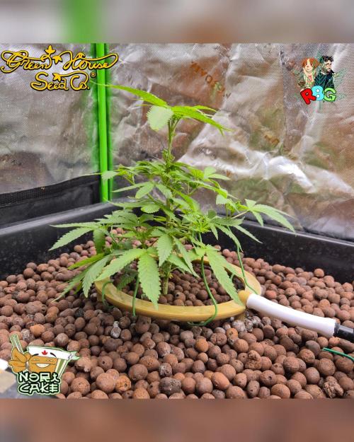 Nori cake ( RDWC ). Week 8 - Week 8 
Day 3 