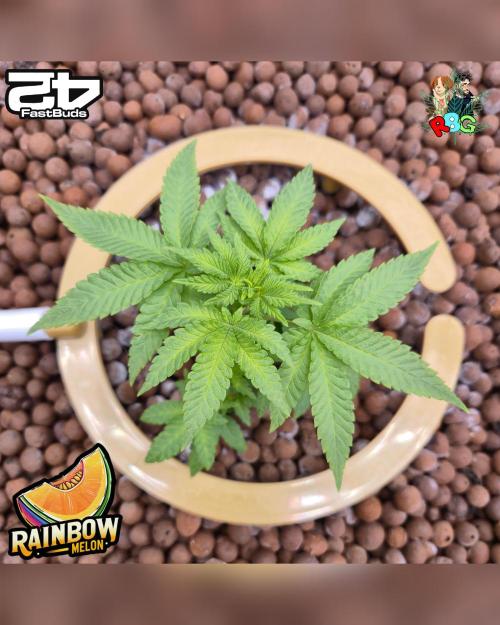 Rainbow Melon ( RDWC ). Week 8 - Week 8 
Day 3 