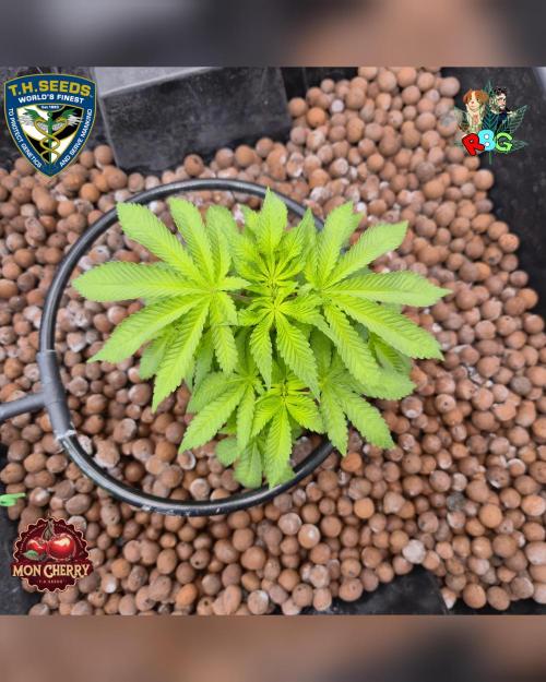 Mon Cherry ( DWC ). Week 8 - Week 8 
Day 3 