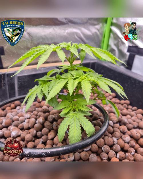 Mon Cherry ( DWC ). Week 8 - Week 8
Day 3 