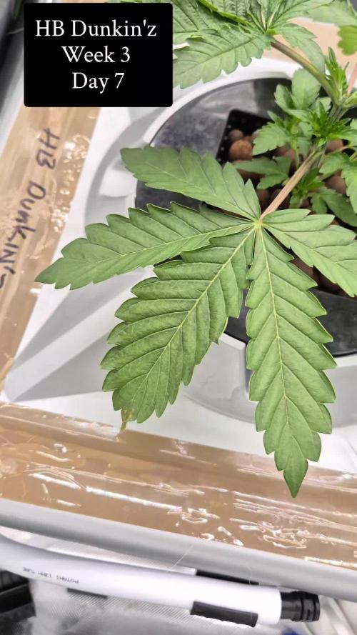 HB Dunkin'z ( RDWC )