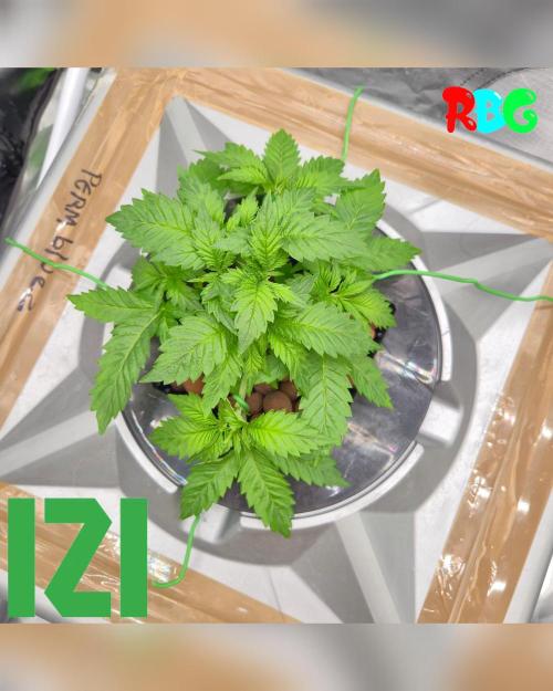 ( IZI Comp )Permanent Bluez RDWC. Week 4 - 15/2/26
Week 4 
Day 1 