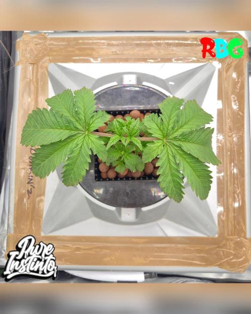 HB Dunkin'z ( RDWC ). Week 4 - 15/2/26
Week 4 
Day 1 