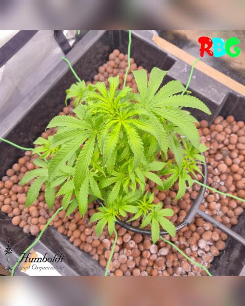 SundogZ (DWC). Week 8 - Week 8 
Day 5