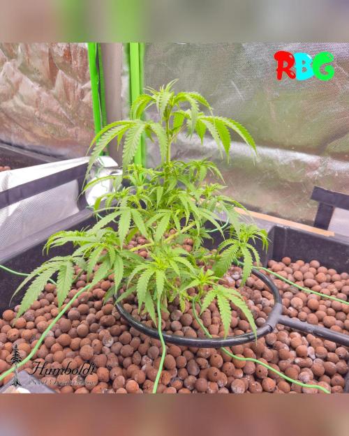 SundogZ (DWC). Week 8 - Week 8
Day 5 