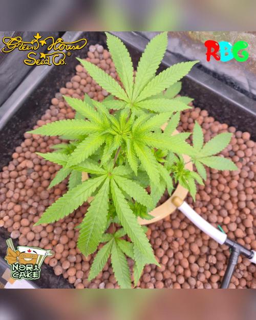 Nori cake ( RDWC ). Week 8 - Week 8
Day 5 