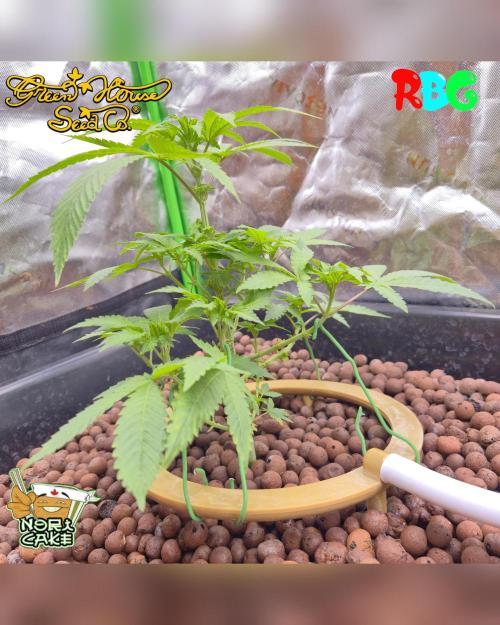 Nori cake ( RDWC ). Week 8 - Week 8 
Day 5 