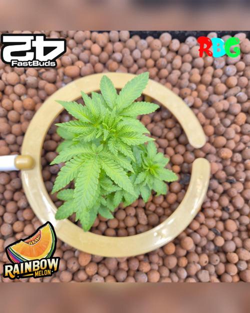 Rainbow Melon ( RDWC ). Week 8 - Week 8 
Day 5