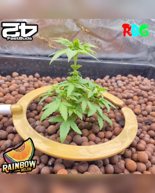 Rainbow Melon ( RDWC ). Week 8 - Week 8 
Day 5 