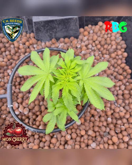 Mon Cherry ( DWC ). Week 8 - Week 8 
Day 5 