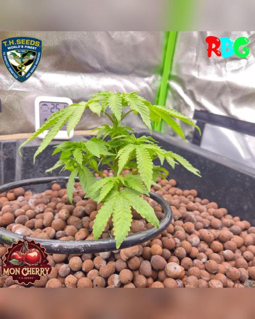 Mon Cherry ( DWC ). Week 8 - Week 8 
Day 5 