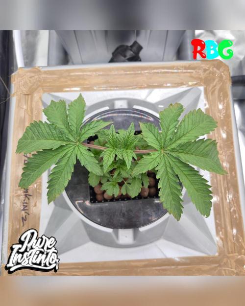 HB Dunkin'z ( RDWC ). Week 4 - Week 4 
Day 2 