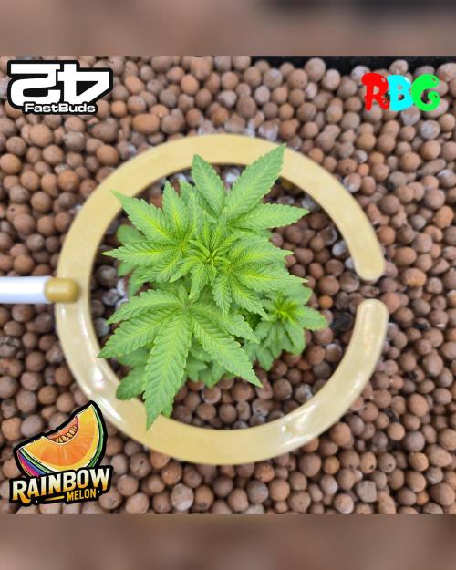 Rainbow Melon ( RDWC ). Week 8 - Week 8 
Day 6