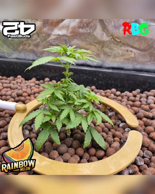 Rainbow Melon ( RDWC ). Week 8 - Week 8 
Day 6