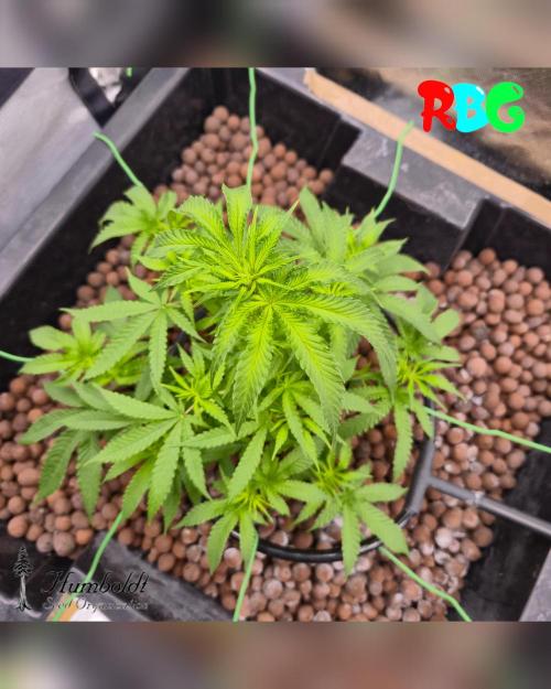 SundogZ (DWC). Week 8 - Week 8 
Day 6