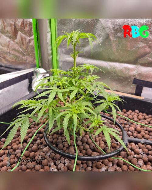 SundogZ (DWC). Week 8 - Week 8 
Day 6